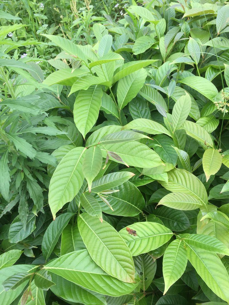 大叶紫薇树苗小苗袋苗粉色紫薇苗