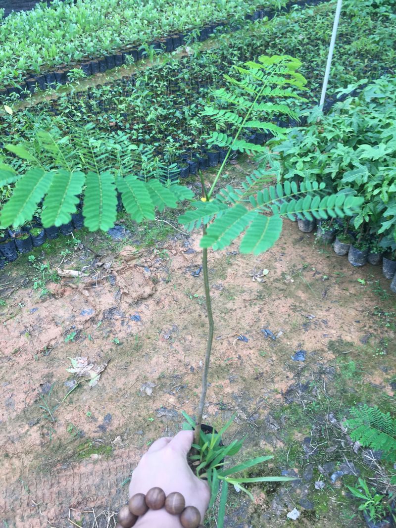 凤凰木树苗红花楹树苗袋苗杯苗小苗金凤树苗