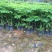 凤凰木树苗红花楹树苗袋苗杯苗小苗金凤树苗