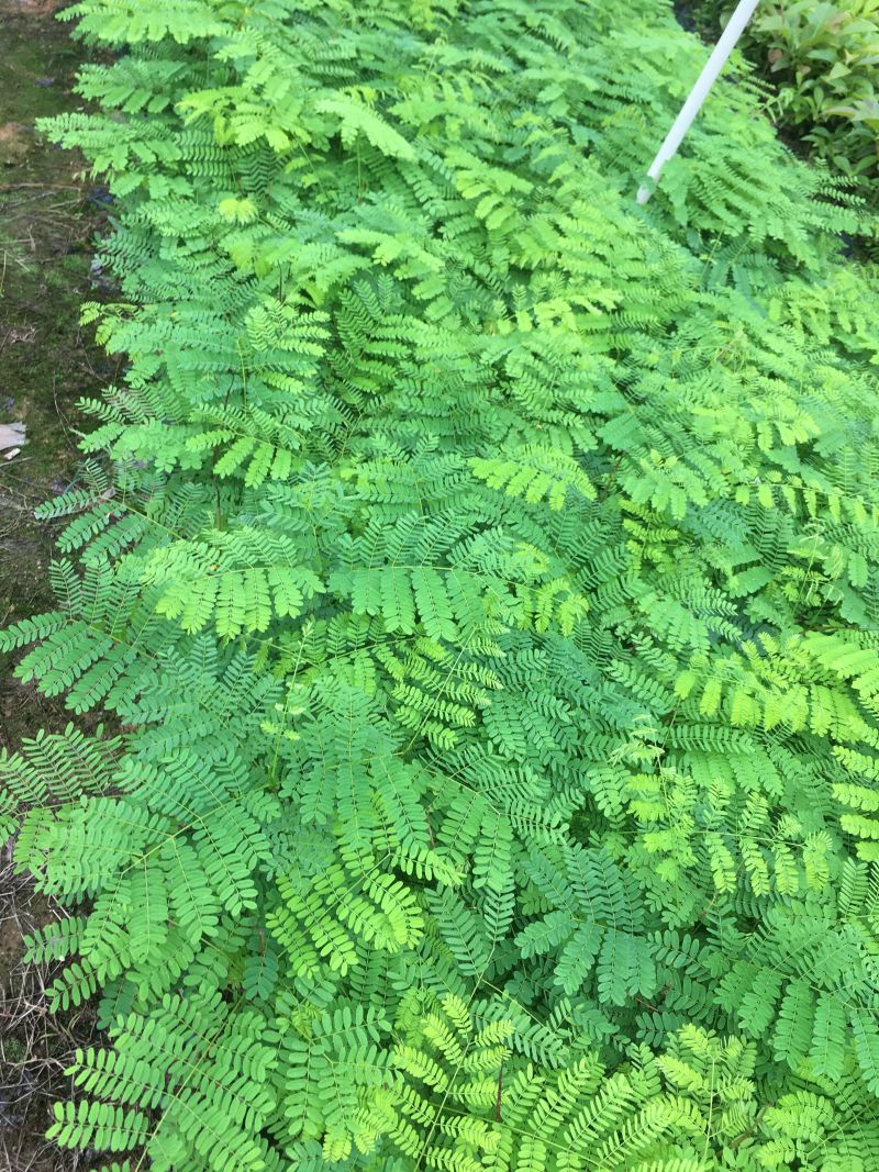 凤凰木树苗红花楹树苗袋苗杯苗小苗金凤树苗