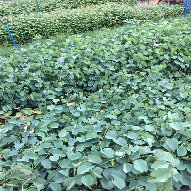 宫粉紫荆小苗树苗粉色白色红色