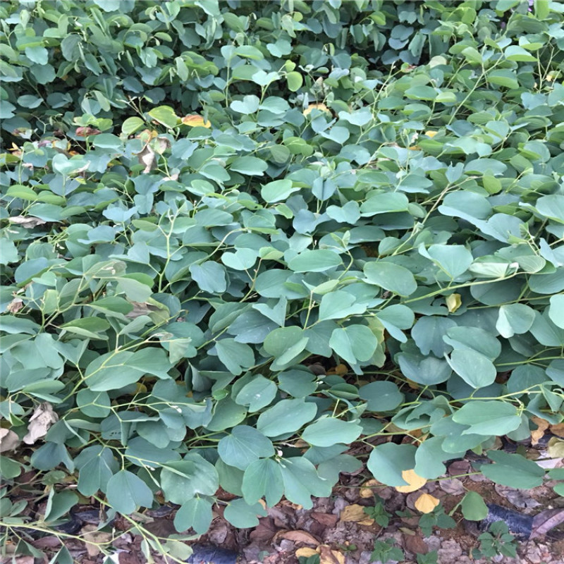 宫粉紫荆小苗树苗粉色白色红色