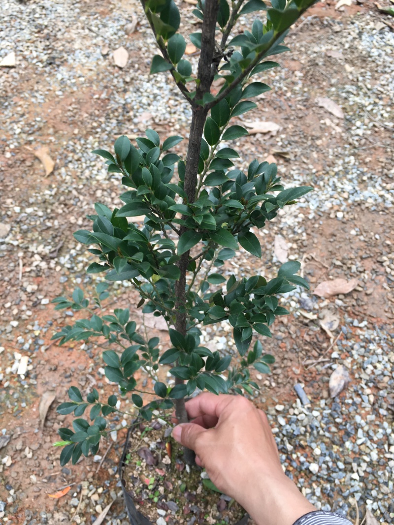 黑骨茶树苗小苗小叶紫檀树苗