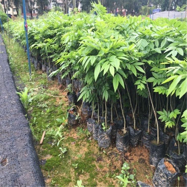 海南黄花梨树苗小苗大苗杯苗袋苗降香黄檀珍贵树苗