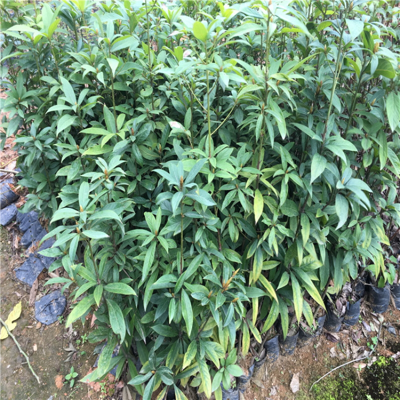金丝楠木树苗四川正宗金丝楠木树苗名贵苗木金丝楠小叶桢楠树