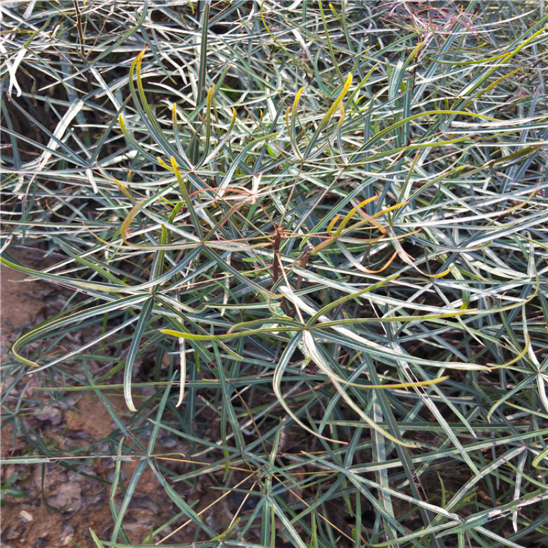 昆士兰瓶树苗小苗佛肚树苗杯苗袋苗批发