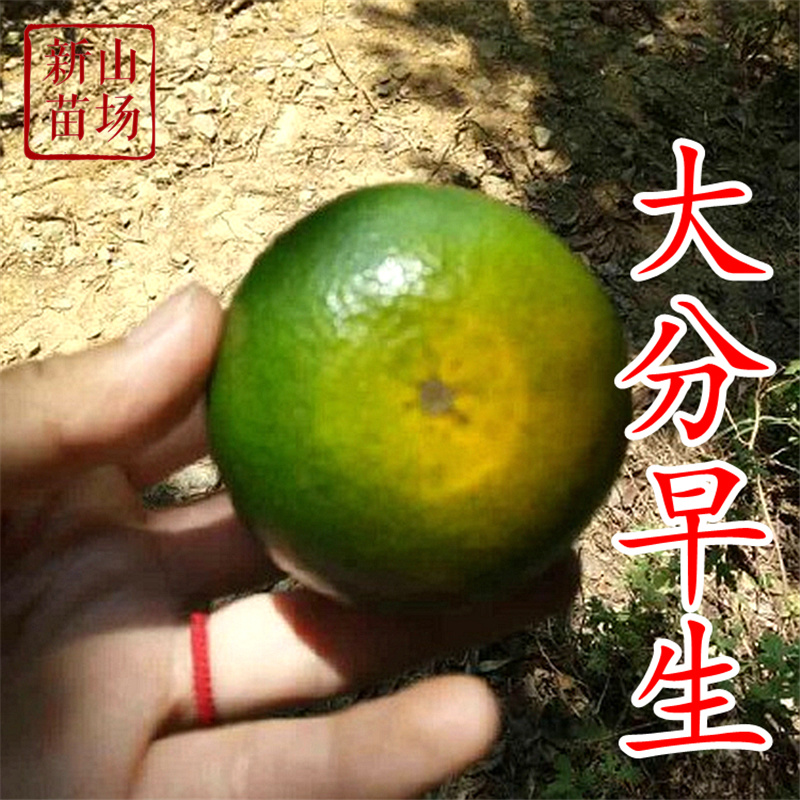 大分四号柑桔苗大分早生4号特早熟无核无籽柑橘苗