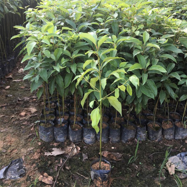 香樟树苗香樟小苗袋苗杯苗批发驱蚊驱虫