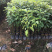 香樟树苗香樟小苗袋苗杯苗批发驱蚊驱虫