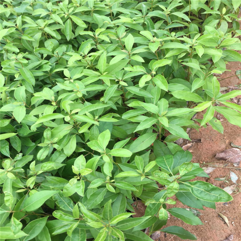 香樟树苗香樟小苗袋苗杯苗批发驱蚊驱虫