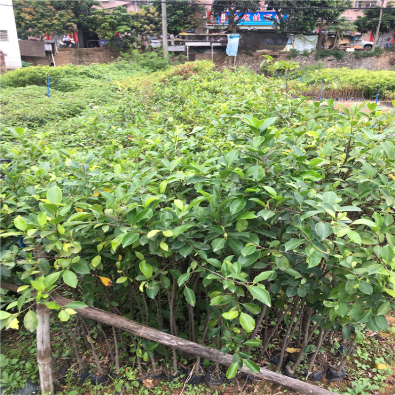 小叶榕树苗榕树苗盆景老桩杯苗袋苗四季常绿