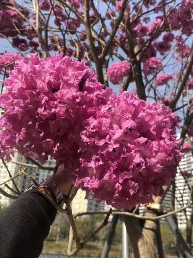 紫花风铃木树苗多花绣球品种小苗袋苗杯苗苗场直销珍贵树苗