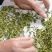 莲子心特级莲子芯莲芯