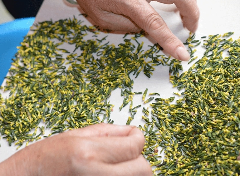 莲子心特级莲子芯莲芯