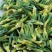 莲子心特级莲子芯莲芯