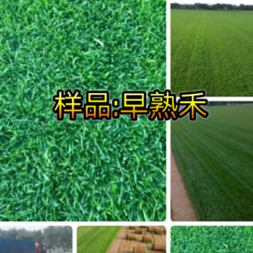 张家口草坪价格内蒙古草坪厂家承德唐山销售草坪