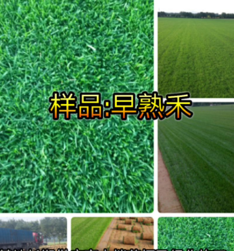 张家口草坪价格内蒙古草坪厂家承德唐山销售草坪
