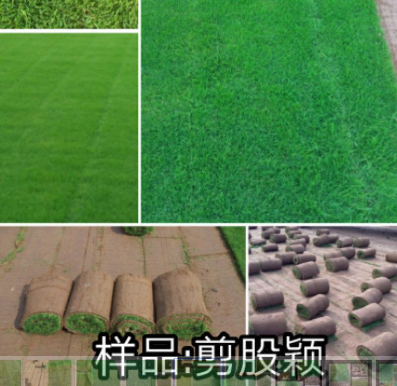 张家口草坪价格内蒙古草坪厂家承德唐山销售草坪