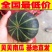 板栗南瓜大量供货支持一件代发全国发货诚信经营