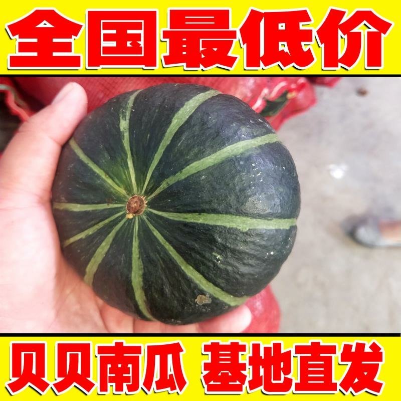 板栗南瓜大量供货支持一件代发全国发货诚信经营
