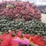 板栗南瓜大量供货支持一件代发全国发货诚信经营