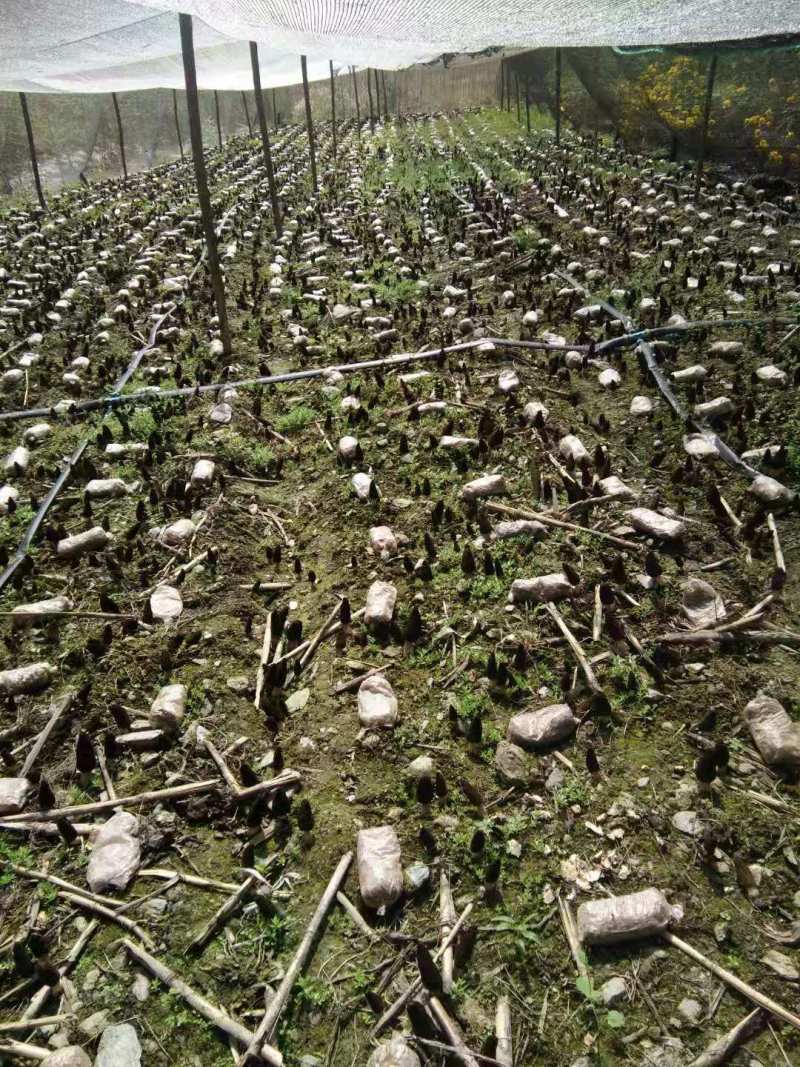 羊肚菌菌种基地培养质量保证包技术支持，包回收