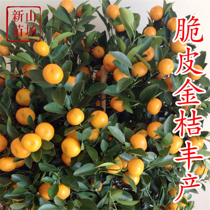 脆皮金桔苗金桔树苗金蛋融安脆蜜金柑滑皮金桔树苗