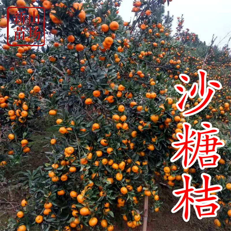 沙糖桔苗无籽早熟砂糖橘树砂糖桔树苗沙糖桔柑橘苗