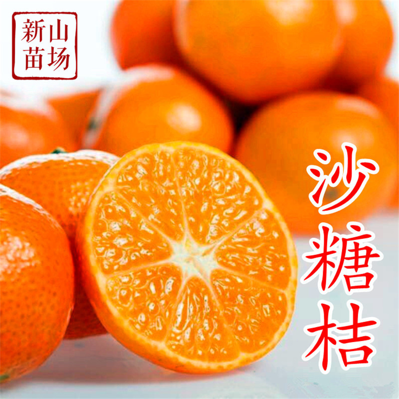 沙糖桔苗无籽早熟砂糖橘树砂糖桔树苗沙糖桔柑橘苗