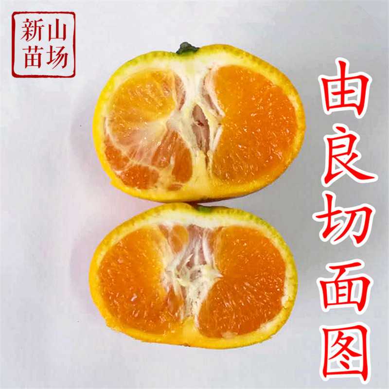 由良蜜桔苗由良柑橘树苗早熟蜜桔子苗柑桔树苗宁海