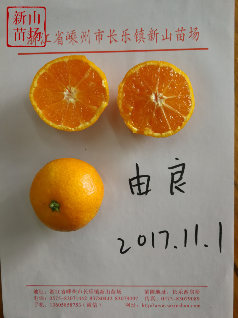 由良蜜桔苗由良柑橘树苗早熟蜜桔子苗柑桔树苗宁海