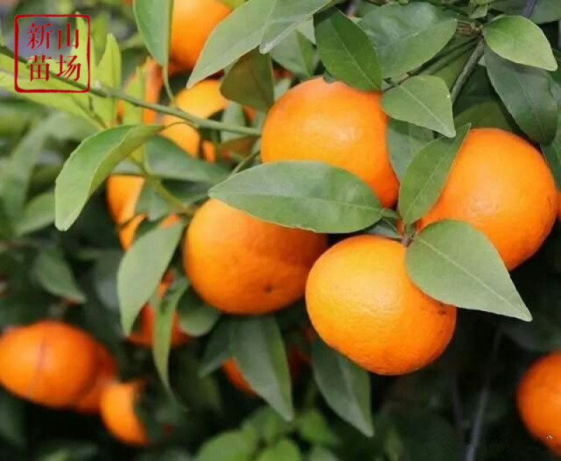 沃柑苗098091无核金诺澳桔无核沃柑苗沃柑树苗