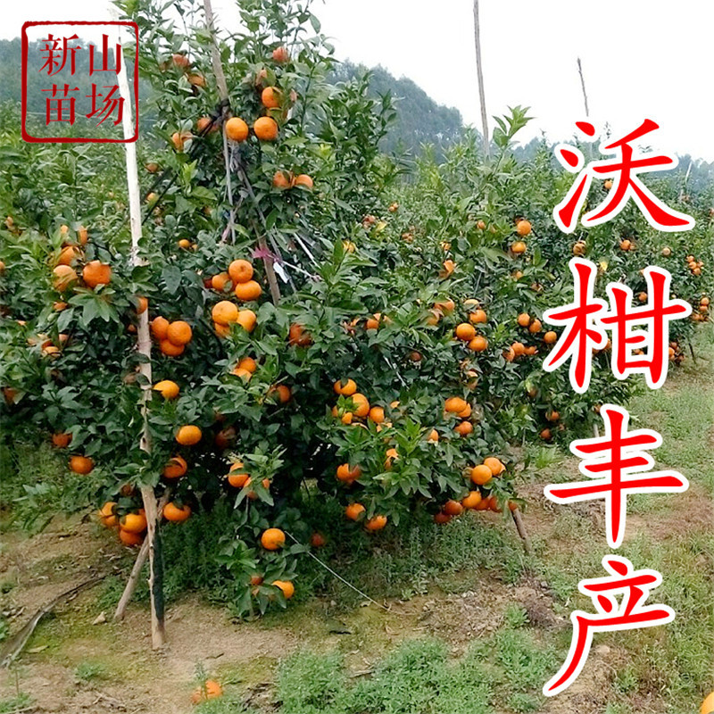 沃柑苗098091无核金诺澳桔无核沃柑苗沃柑树苗