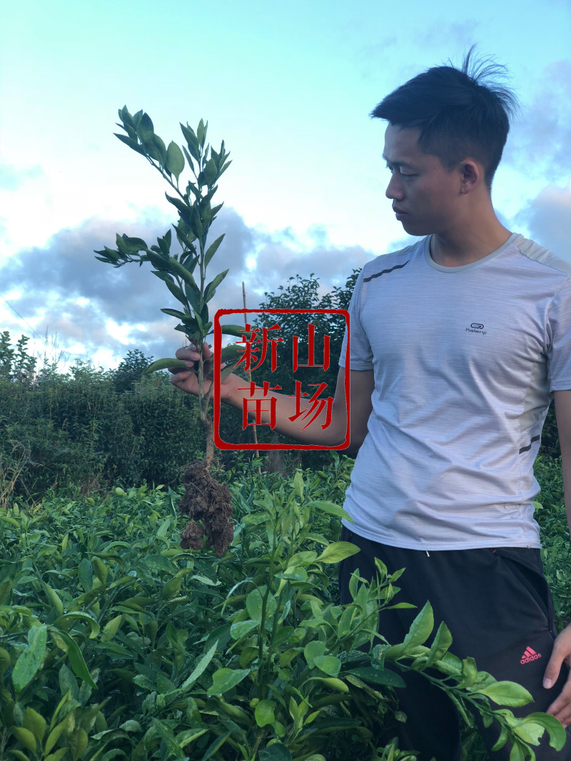 沃柑苗098091无核金诺澳桔无核沃柑苗沃柑树苗