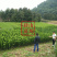 沃柑苗098091无核金诺澳桔无核沃柑苗沃柑树苗