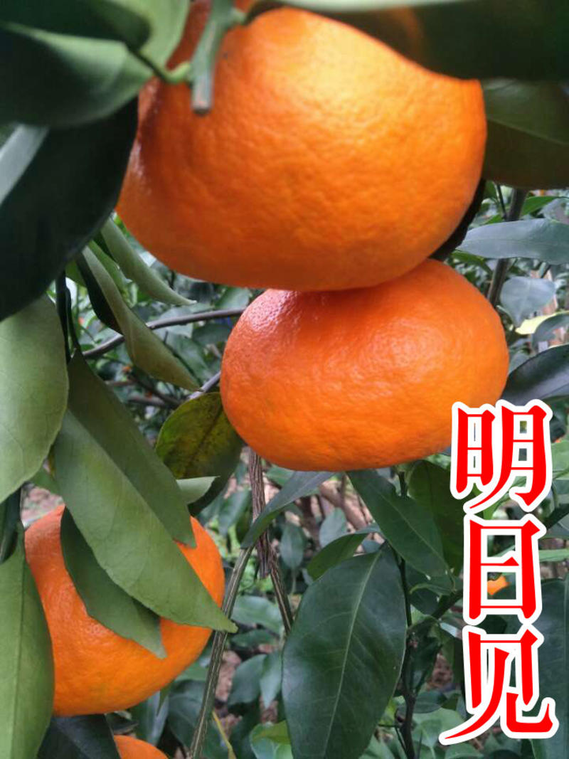 明日见柑橘苗新品种阿斯蜜晚熟柑桔苗兴津浙江新山苗场