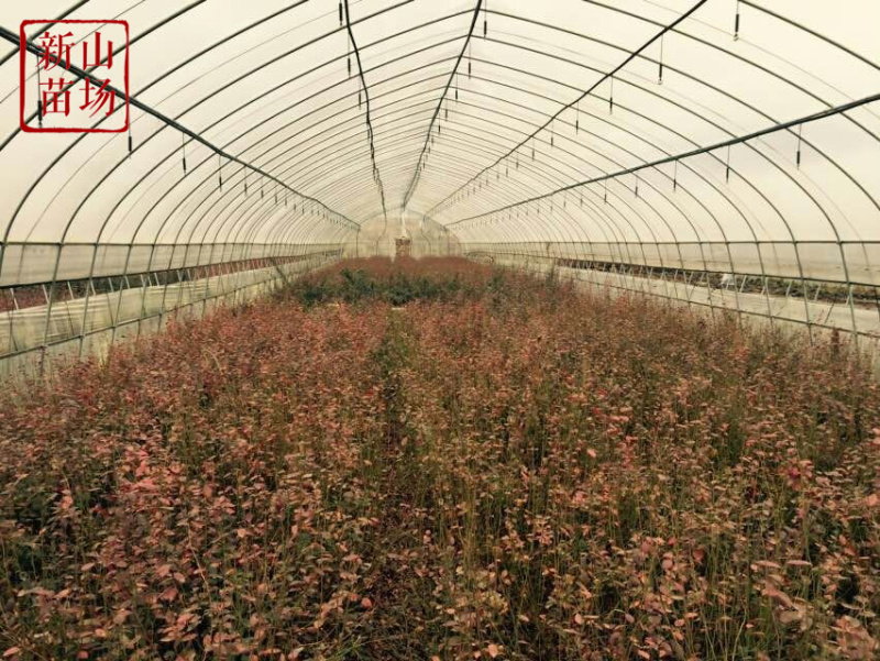 蓝莓苗南高丛早熟莱格西奥尼尔优瑞卡薄雾蓝莓树苗新品种