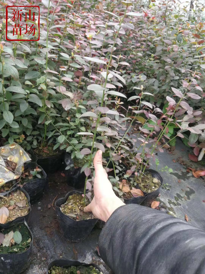 蓝莓苗南高丛早熟莱格西奥尼尔优瑞卡薄雾蓝莓树苗新品种