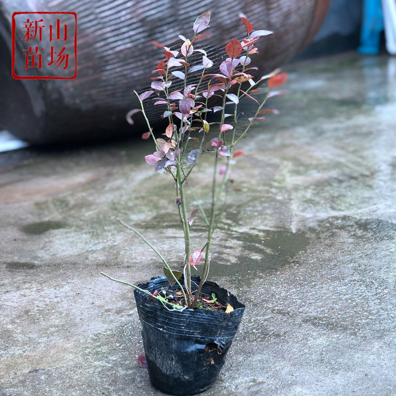 蓝莓苗南高丛早熟莱格西奥尼尔优瑞卡薄雾蓝莓树苗新品种