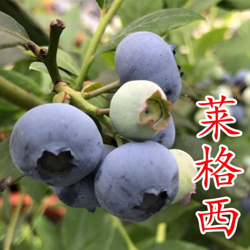 蓝莓苗南高丛早熟莱格西奥尼尔优瑞卡薄雾蓝莓树苗新品种