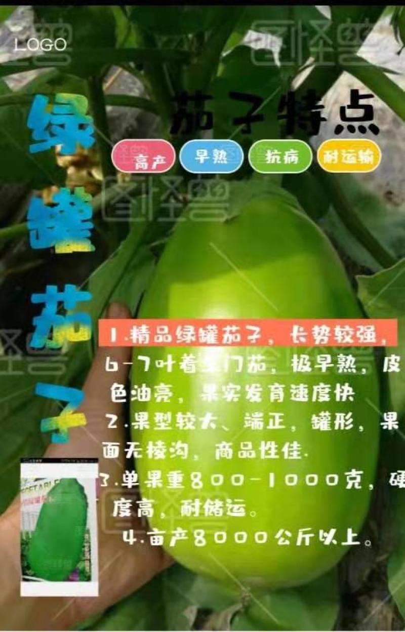 优质嫁接茄子苗绿罐绿星好品种质量高