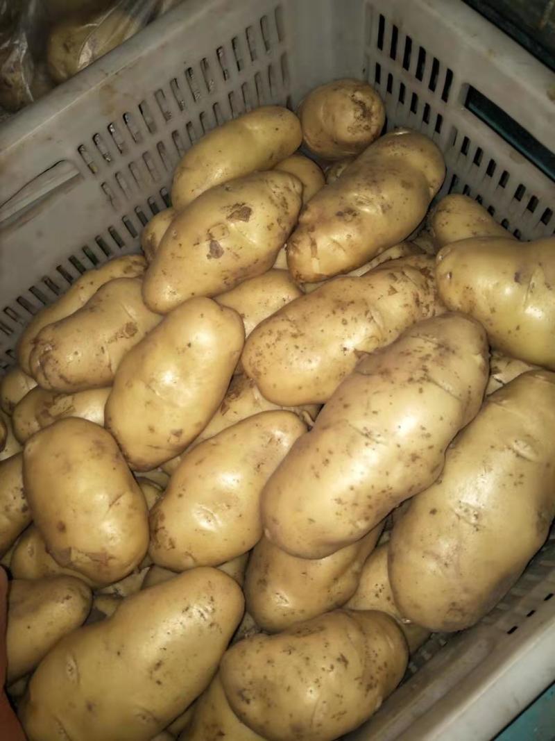 山东潍坊安丘精品特大土豆现货供应量大
