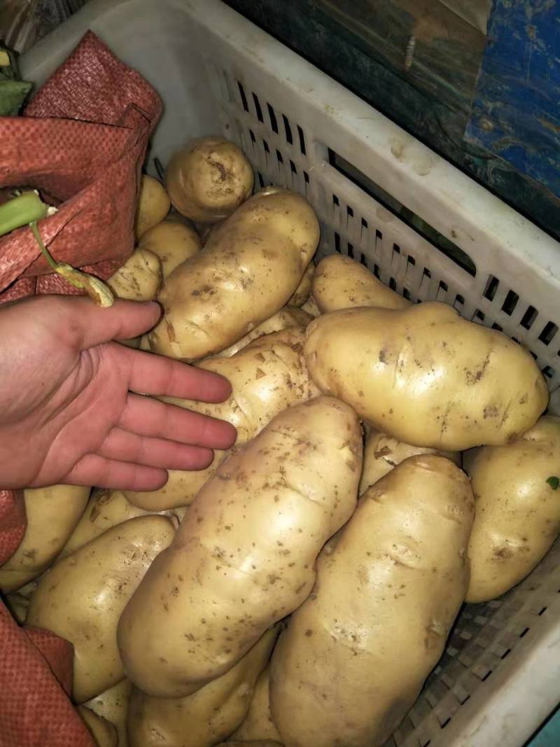 山东潍坊安丘精品特大土豆现货供应量大