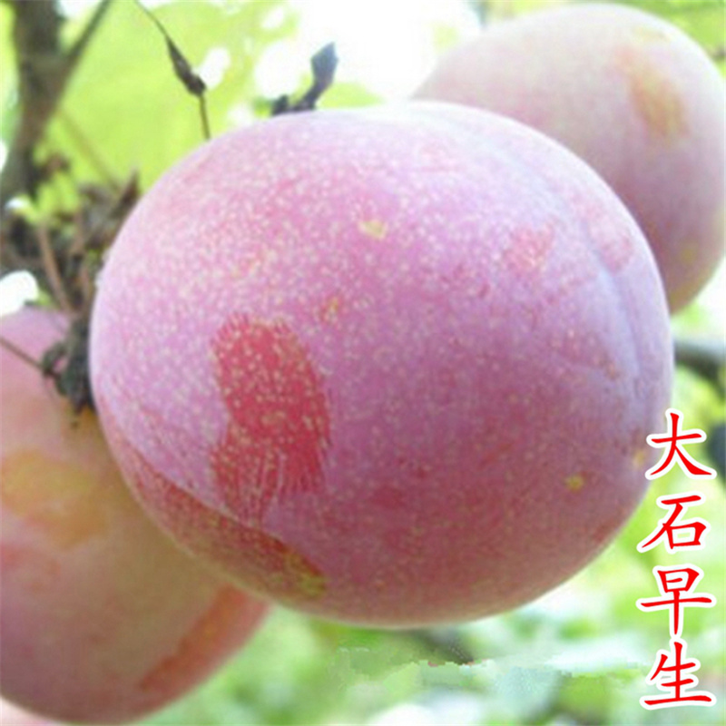 早熟李子树苗大石早生日本早红李苗早熟李子苗