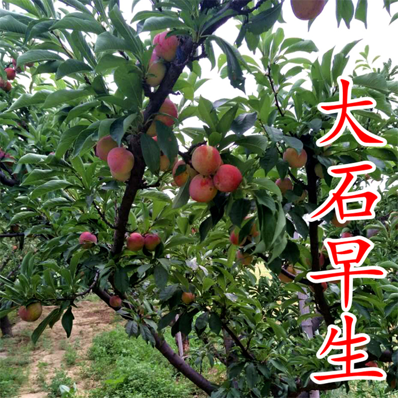 早熟李子树苗大石早生日本早红李苗早熟李子苗