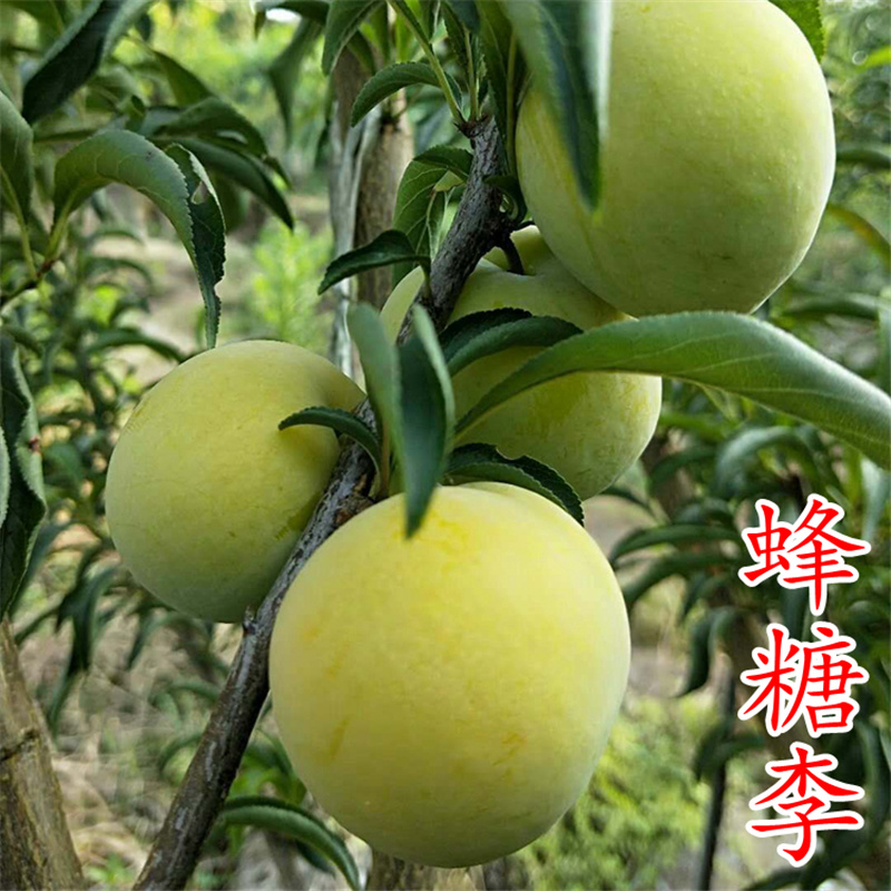 蜂糖李子苗蜂糖李树苗贵州六马蜂糖李苗品种保证