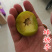 蜂糖李子苗蜂糖李树苗贵州六马蜂糖李苗品种保证
