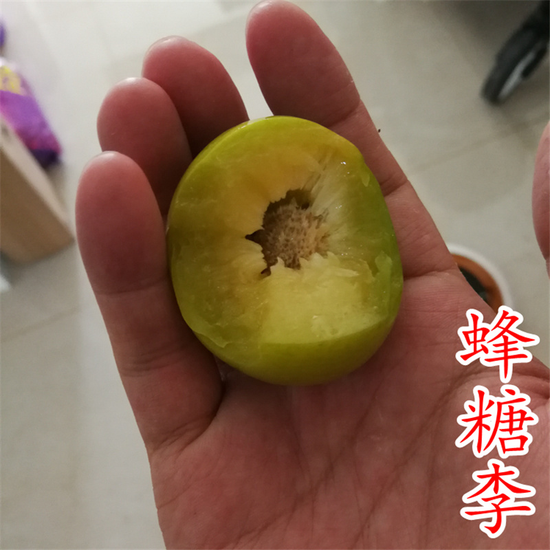 蜂糖李子苗蜂糖李树苗贵州六马蜂糖李苗品种保证