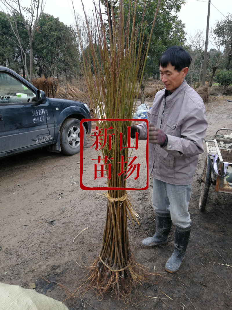 蜂糖李子苗蜂糖李树苗贵州六马蜂糖李苗品种保证