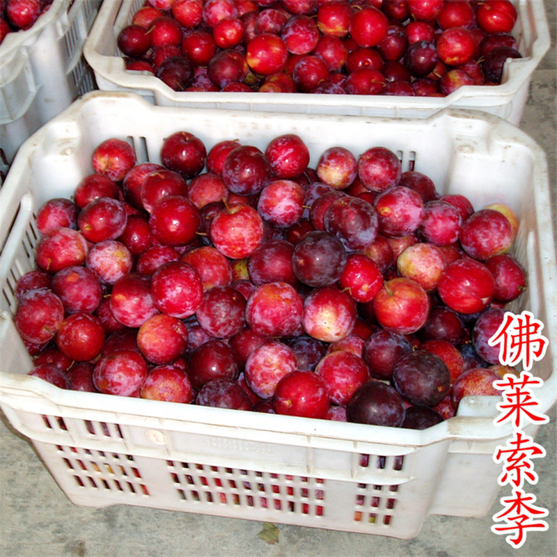 佛来索李子苗红布林李子树苗红李苗浙江新山苗场